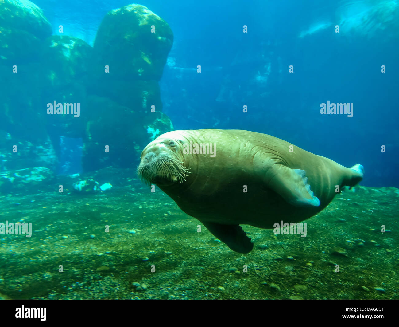 Le morse (Odobenus rosmarus), le morse sous l'eau Banque D'Images