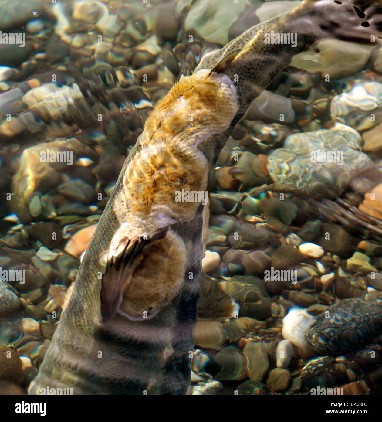 Le saumon kéta (Oncorhynchus keta), avec mycose, USA, Alaska Chilkat Bald Eagle Preserve, Banque D'Images Le saumon kéta (Oncorhynchus keta), avec mycose, USA, Alaska Chilkat Bald Eagle Preserve, Banque D'Images