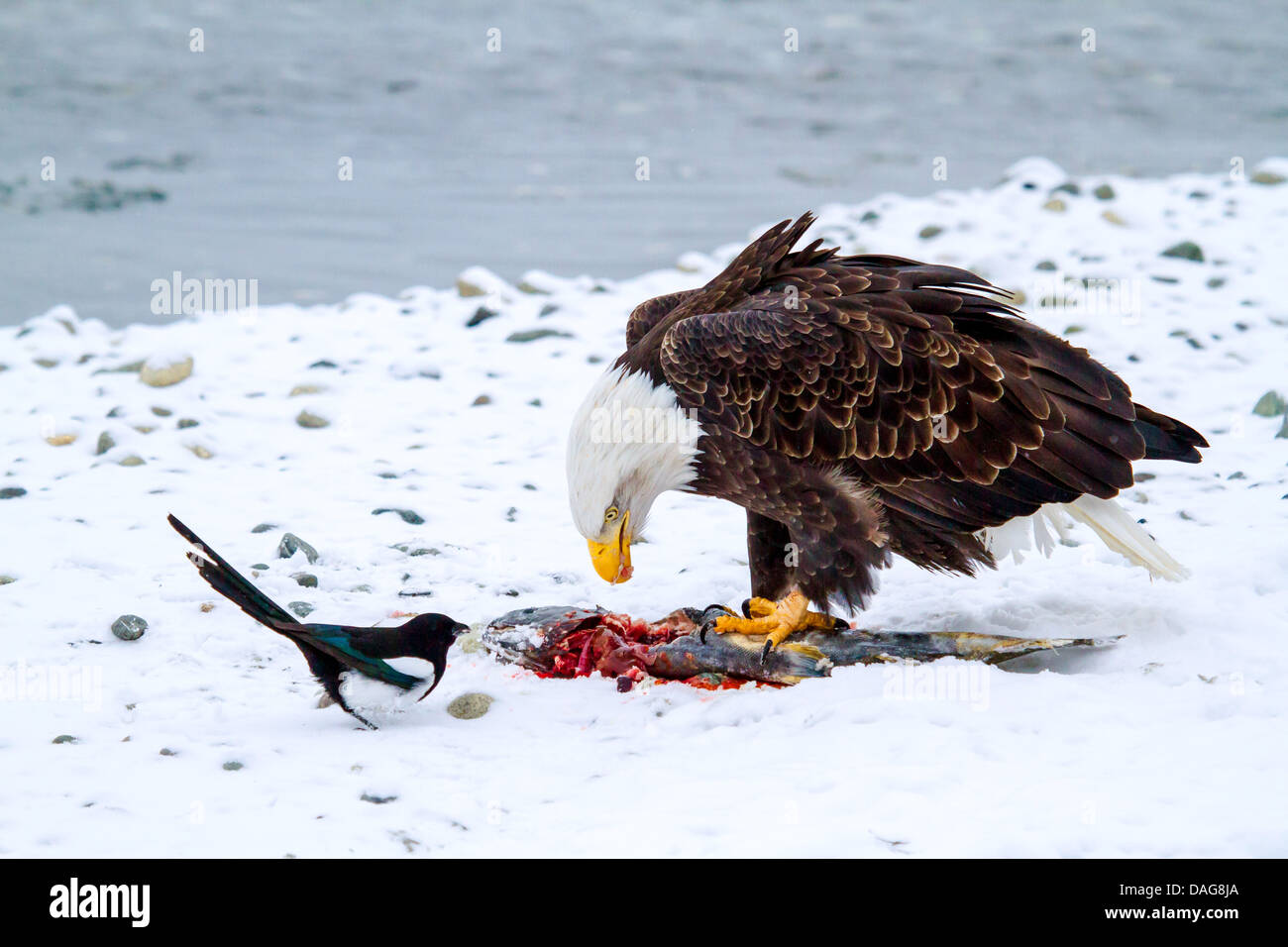 American Bald Eagle (Haliaeetus leucocephalus), l'alimentation d'un salmonin la neige et une pie en gardant un biding watch , USA, Alaska Chilkat Bald Eagle Preserve, Banque D'Images American Bald Eagle (Haliaeetus leucocephalus), l'alimentation d'un salmonin la neige et une pie en gardant un biding watch , USA, Alaska Chilkat Bald Eagle Preserve, Banque D'Images