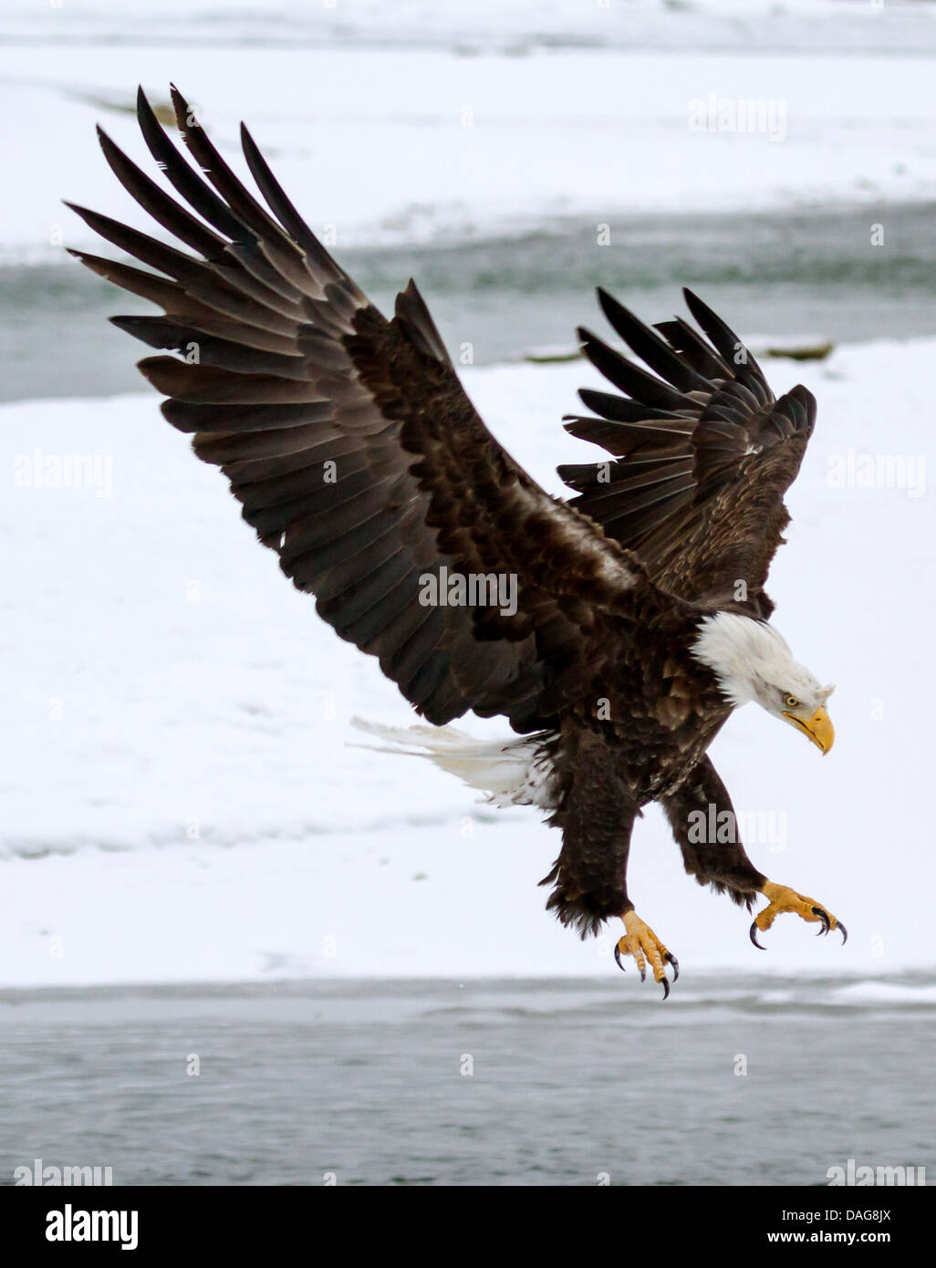 American Bald Eagle (Haliaeetus leucocephalus), l'atterrissage, USA, Alaska Chilkat Bald Eagle Preserve, Banque D'Images American Bald Eagle (Haliaeetus leucocephalus), l'atterrissage, USA, Alaska Chilkat Bald Eagle Preserve, Banque D'Images