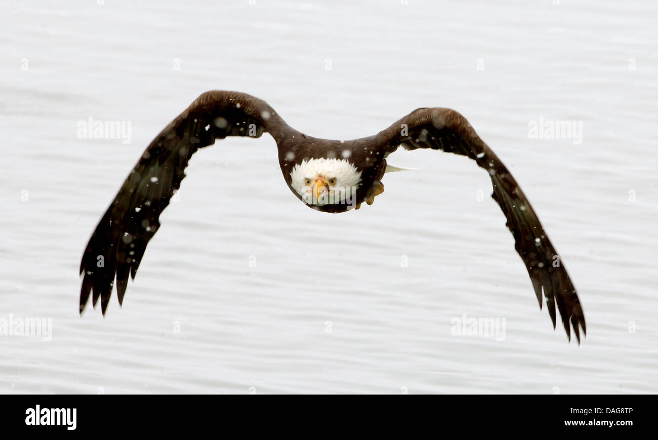 American Bald Eagle (Haliaeetus leucocephalus), en vol, USA, Alaska Chilkat Bald Eagles, préserver, Haines Banque D'Images