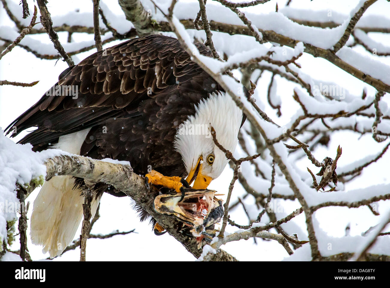 American Bald Eagle (Haliaeetus leucocephalus), assis dans arbre couvert de neige avec tête de saumon, USA, Alaska Chilkat Bald Eagle Preserve, Banque D'Images American Bald Eagle (Haliaeetus leucocephalus), assis dans arbre couvert de neige avec tête de saumon, USA, Alaska Chilkat Bald Eagle Preserve, Banque D'Images