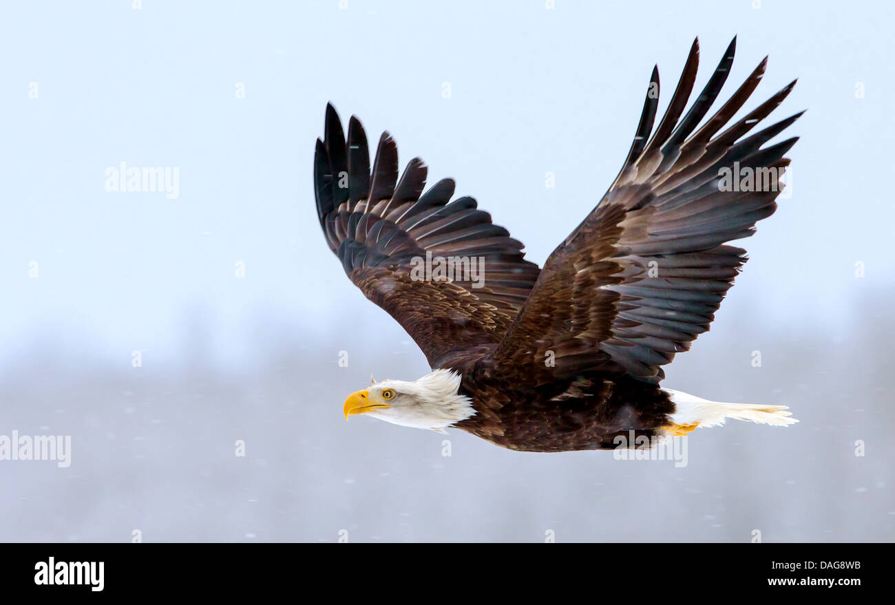 American Bald Eagle (Haliaeetus leucocephalus), en vol, USA, Alaska Chilkat Bald Eagles, préserver, Haines Banque D'Images