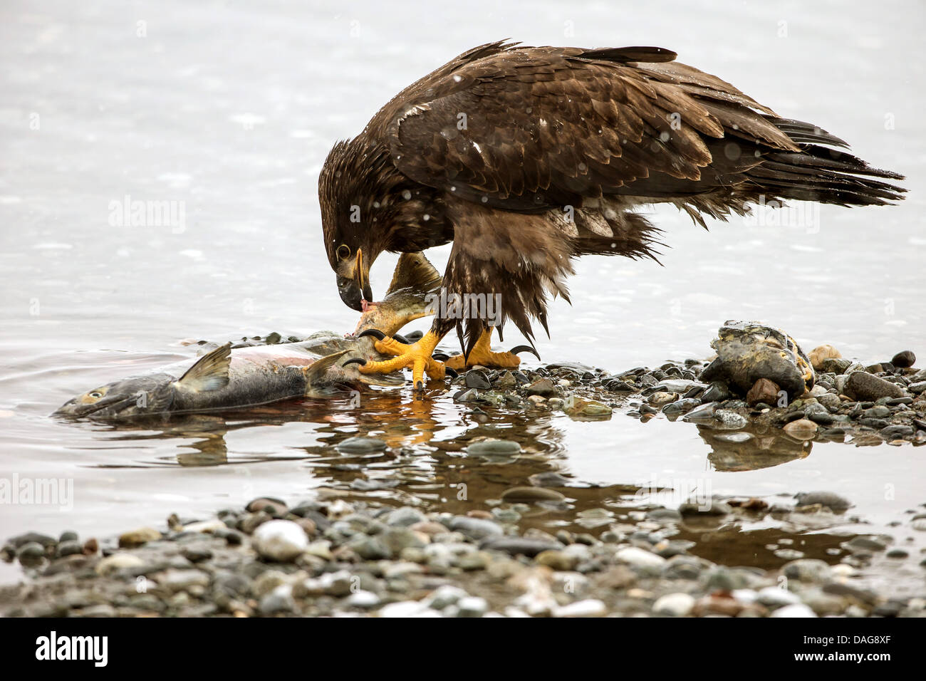 American Bald Eagle (Haliaeetus leucocephalus), juvénile debout à la Riverside et de nourrir un chien saumon, USA, Alaska Chilkat Bald Eagle Preserve, Banque D'Images American Bald Eagle (Haliaeetus leucocephalus), juvénile debout à la Riverside et de nourrir un chien saumon, USA, Alaska Chilkat Bald Eagle Preserve, Banque D'Images