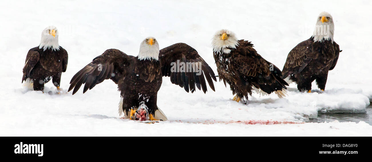 American Bald Eagle (Haliaeetus leucocephalus) pygargue à tête blanche d'Amérique, quatre à l'alimentation dans la neige, USA, Alaska Chilkat Bald Eagle Preserve, Banque D'Images