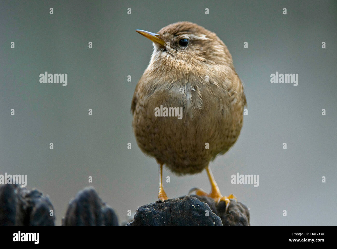 Troglodyte mignon (Troglodytes troglodytes), on a wooden post, Allemagne, Rhénanie du Nord-Westphalie Banque D'Images