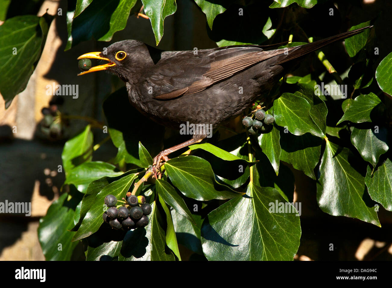 Blackbird (Turdus merula), homme qui se nourrissent de baies de lierre, Allemagne, Rhénanie du Nord-Westphalie Banque D'Images