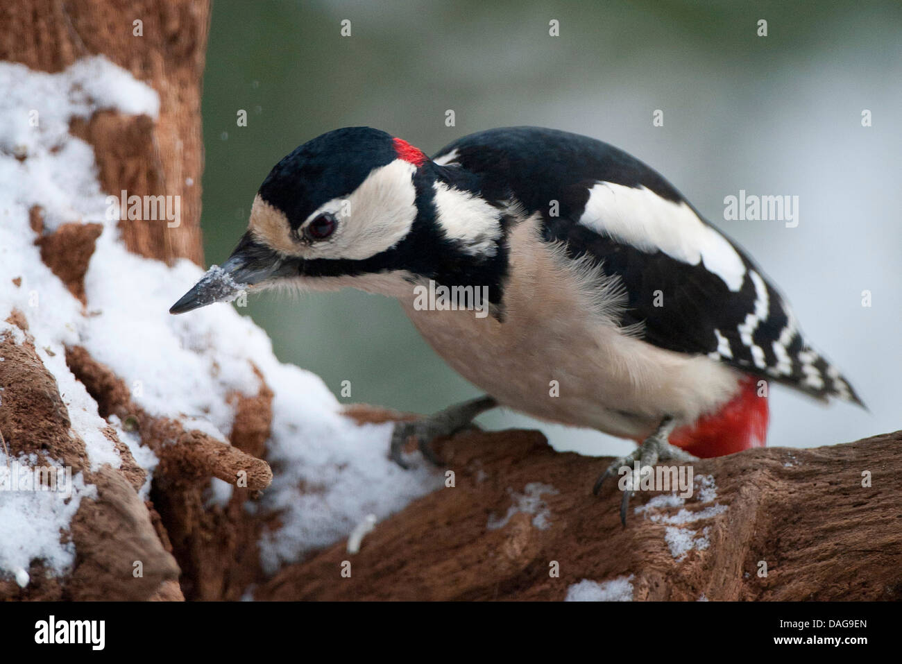 Great spotted woodpecker (Picoides major, Dendrocopos major), assis sur une branche couverte de neige à la recherche de nourriture, l'Allemagne, Rhénanie du Nord-Westphalie Banque D'Images