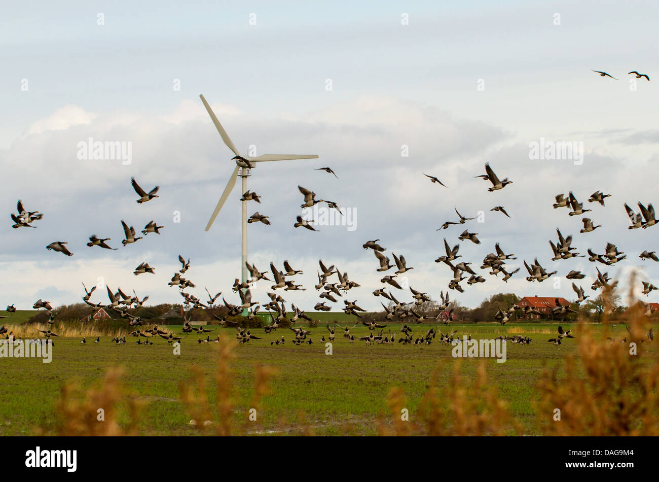 Bernache nonnette (Branta leucopsis), flock décolle dans paysage de marais avec un moulin à vent, en Allemagne, en Basse-Saxe, Frise Orientale, Westermarsch Banque D'Images Bernache nonnette (Branta leucopsis), flock décolle dans paysage de marais avec un moulin à vent, en Allemagne, en Basse-Saxe, Frise Orientale, Westermarsch Banque D'Images