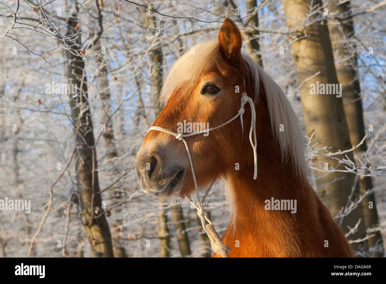 Cheval Haflinger (Equus przewalskii f. caballus), portrait d'une forêt d'hiver Banque D'Images