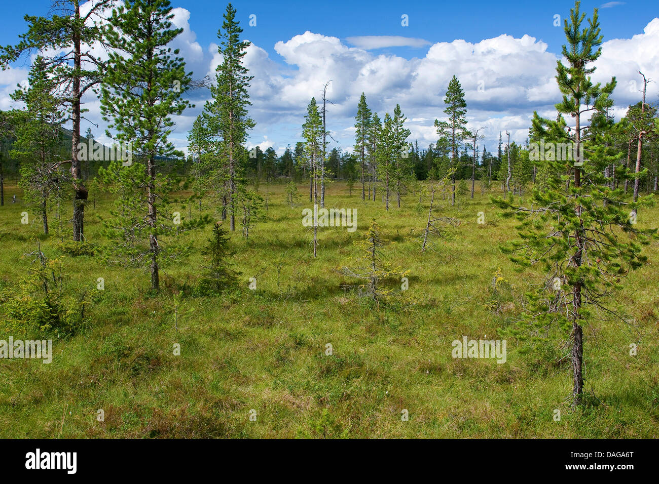 Highmoor avec de la mousse de tourbe, la Suède, l'Fulufjaellet National Park Banque D'Images