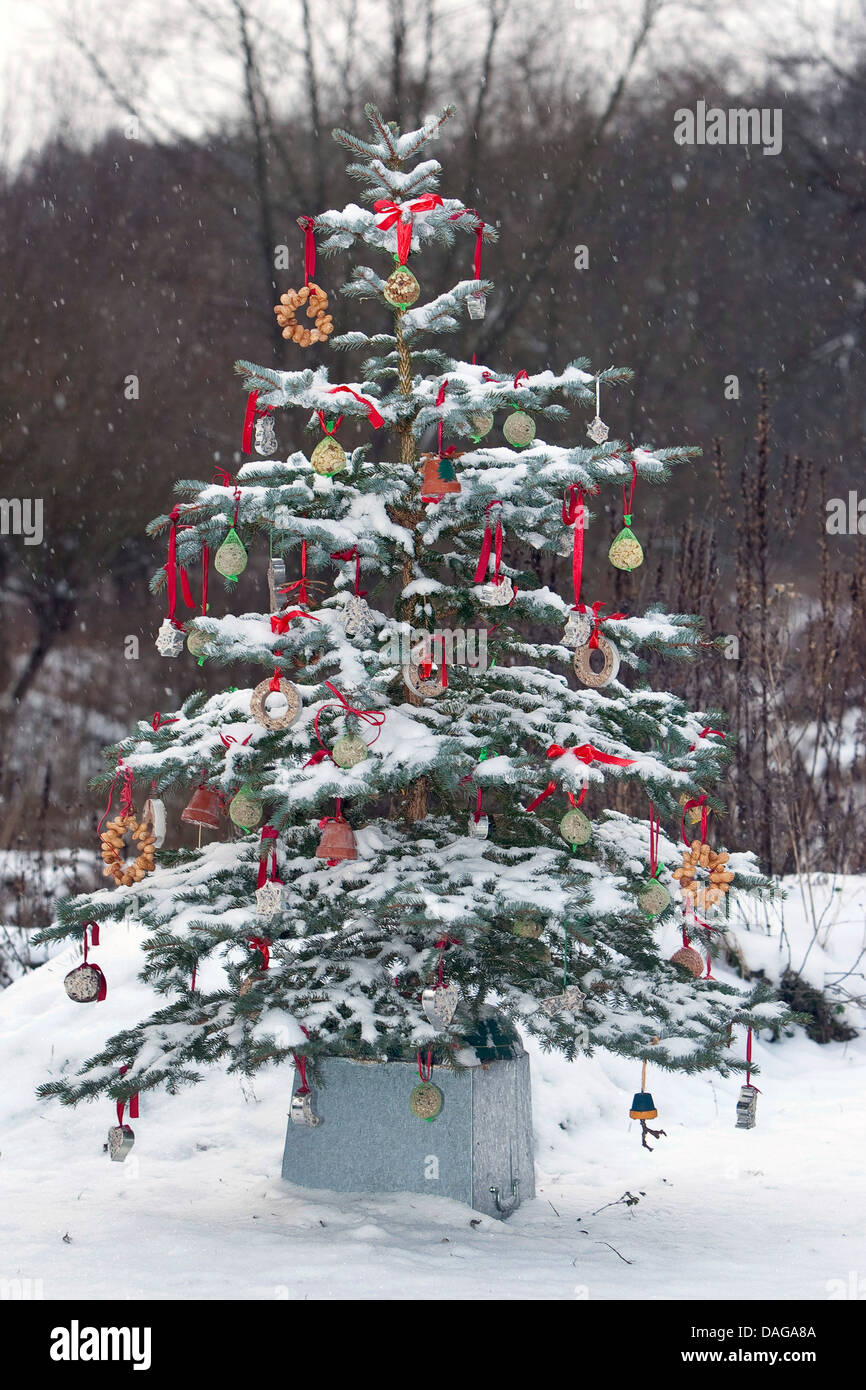 Arbre de Noël dans un jardin décoré avec des boules de graisse pour les oiseaux, Allemagne Banque D'Images