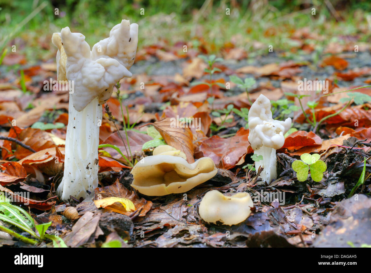 White Saddle (Helvella crispa), Allemagne, NRW, Haut-sauerland Banque D'Images