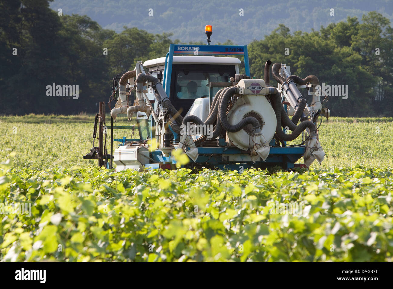 Tracteur vigne vigne pulvérisation dans une cote de Beaune vinyard Banque D'Images