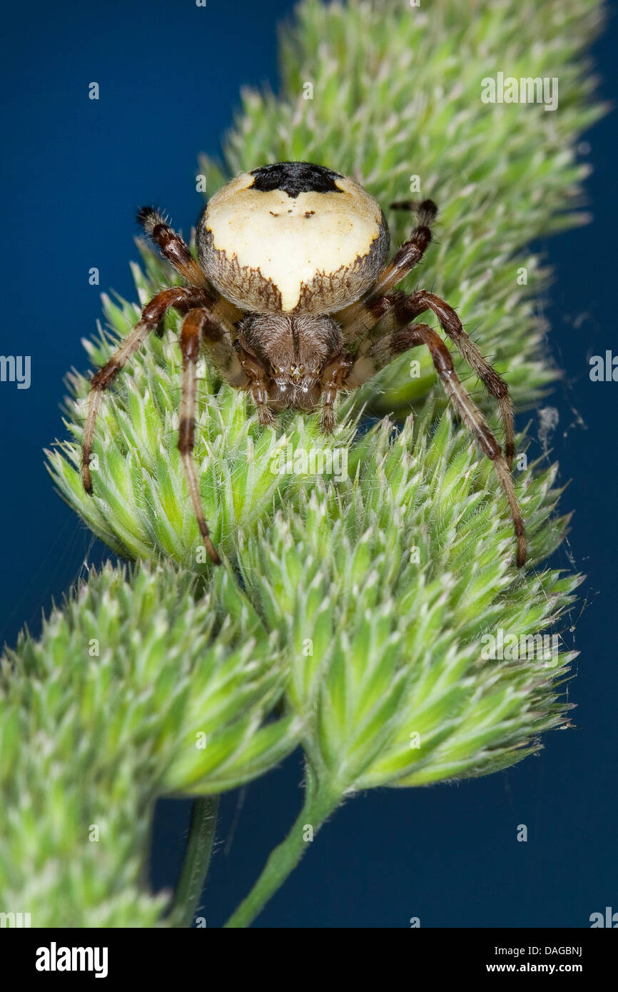 Araneus marmoreus var pyramidatus Banque de photographies et d???images ??