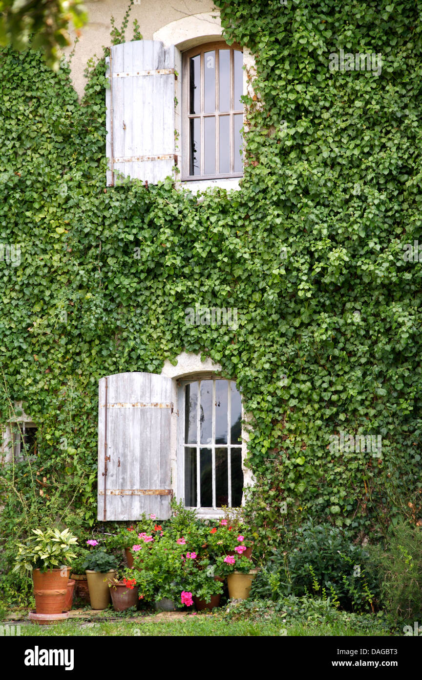 Ancienne maison de campagne française avec des murs revêtus de lierre et de fenêtres avec volets gris pâle Banque D'Images