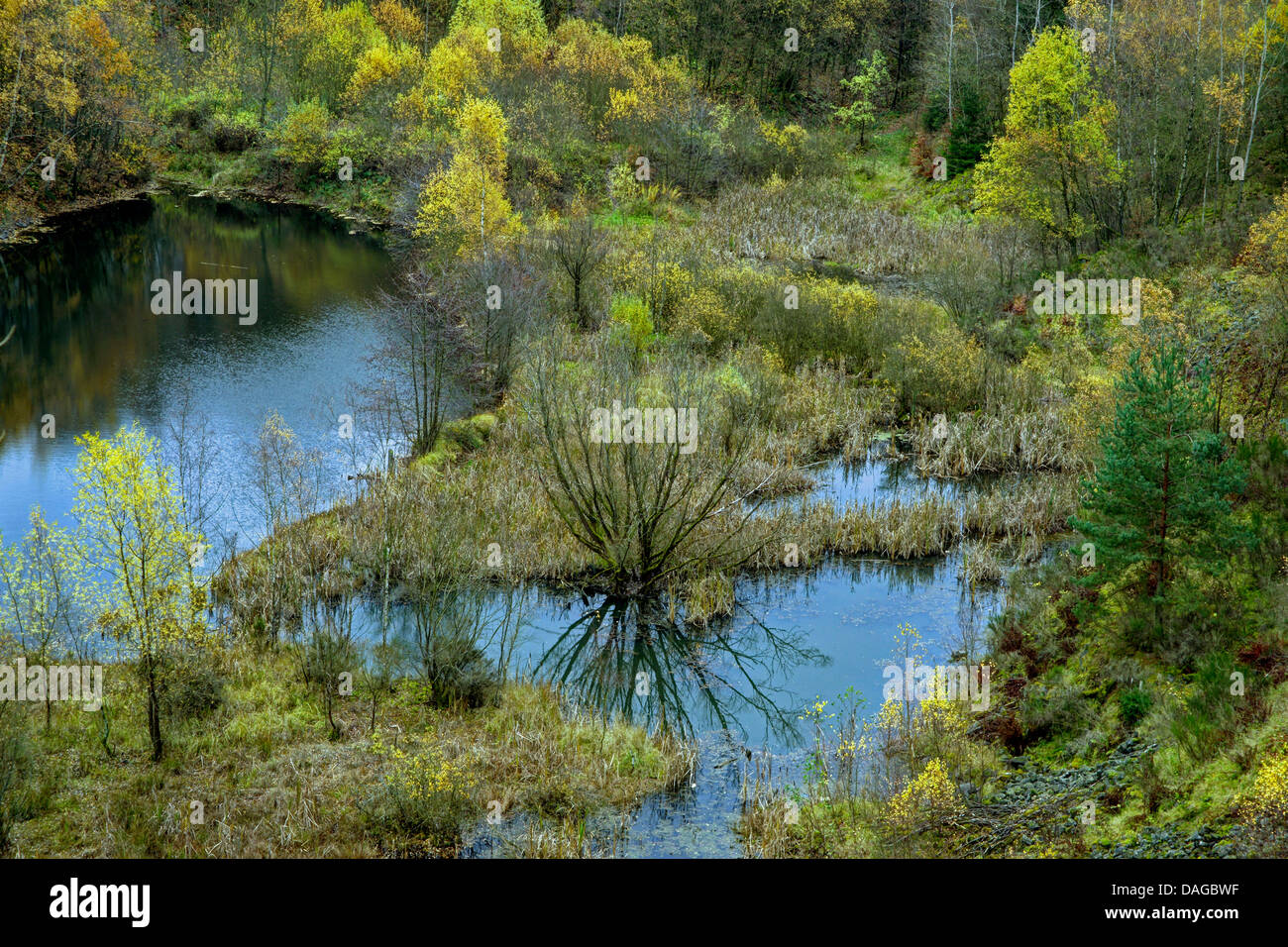 Biotope des zones humides en carrière de pierres de lave fermé, l'Allemagne, Rhénanie-Palatinat, Naturpark Siebengebirge Banque D'Images