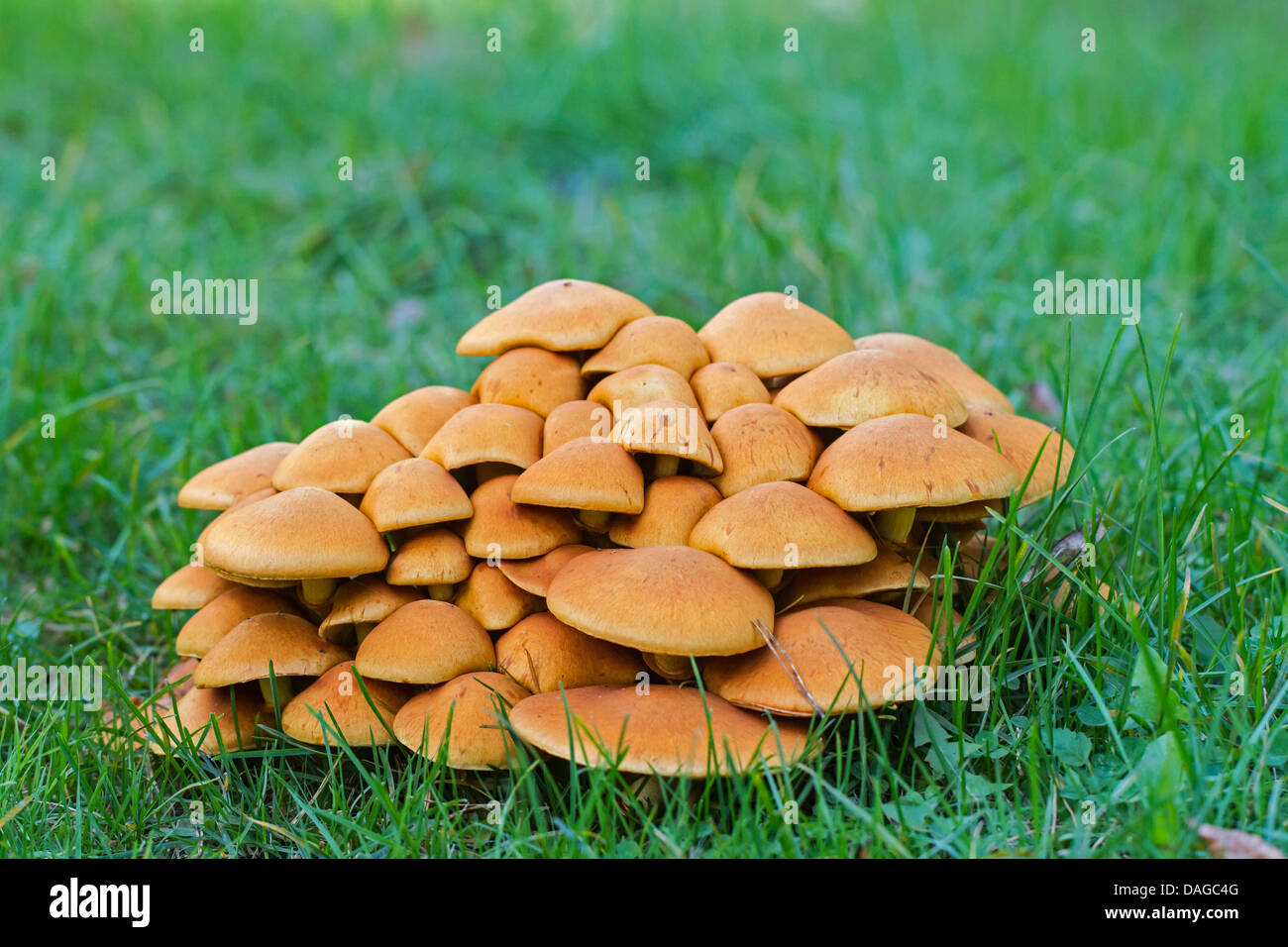 Touffe Hypholoma capnoides (conifères), plusieurs organes de fructification dans un medow, Allemagne Banque D'Images