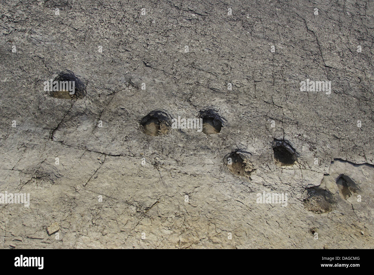 Traces de dinosaures fossilisées, Italie, Tentino, Rovereto Banque D'Images