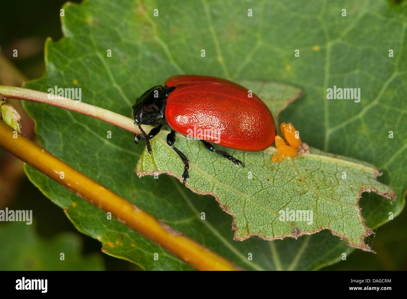 Des feuilles de peuplier rouge-coléoptère, la chrysomèle du peuplier, peuplier beetle (Chrysomela populi, Melasoma populi), femme portant des œufs, Allemagne Banque D'Images