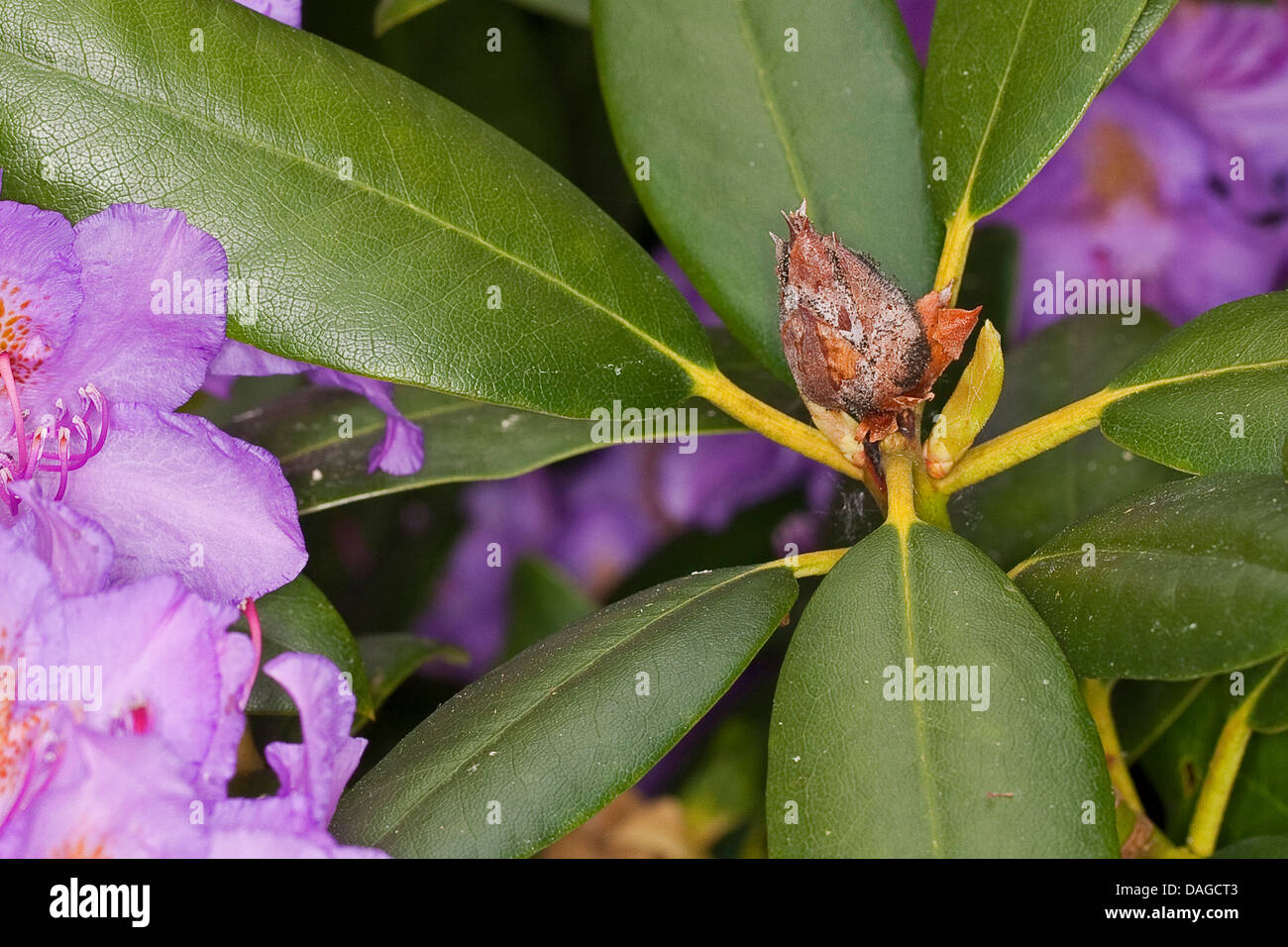 Rhododendron (Rhododendron spec.), les bourgeons de l'encrassement causé par l'funghus Pycnostysanus azaleae, Allemagne Banque D'Images