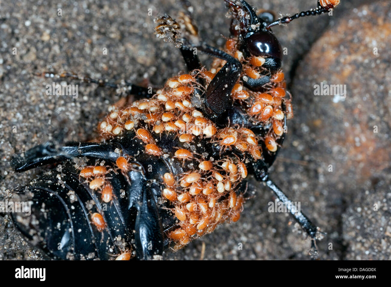 Nécrophore noir (Necrophorus humator Nicrophorus humator,), Noir nécrophore plein d'acariens, Poecilochirus coleoptratorum carabi, Gamasus, Allemagne Banque D'Images