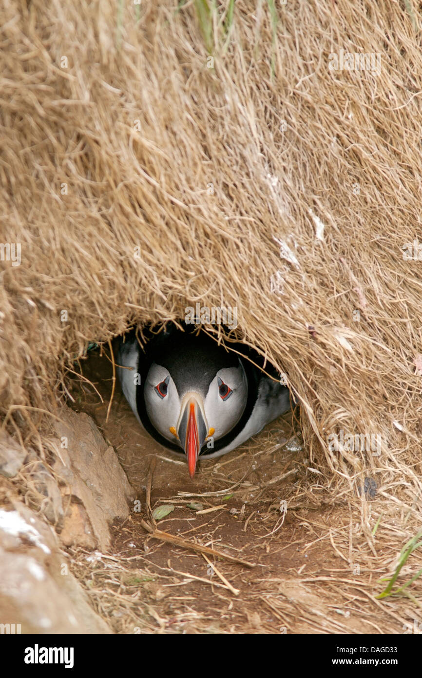 Macareux moine (Fratercula arctica) à l'intérieur des terriers de nidification - Borgarfjorour Marina, Islande Banque D'Images