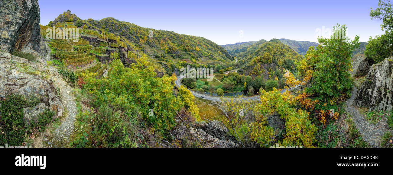 Vignobles à la vallée de l'Ahr en automne, l'Allemagne, Rhénanie-Palatinat, Ahrgebirge Banque D'Images