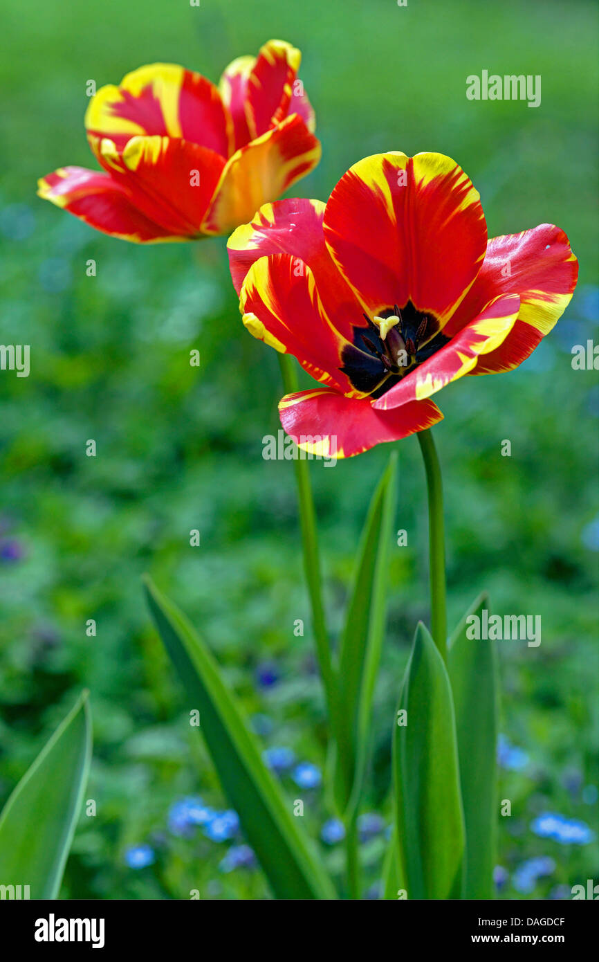 Jardin commun tulip (Tulipa Gesneriana), tulipes rouges et jaunes, l'Allemagne, l'Naturpak Bergisches Pays Banque D'Images