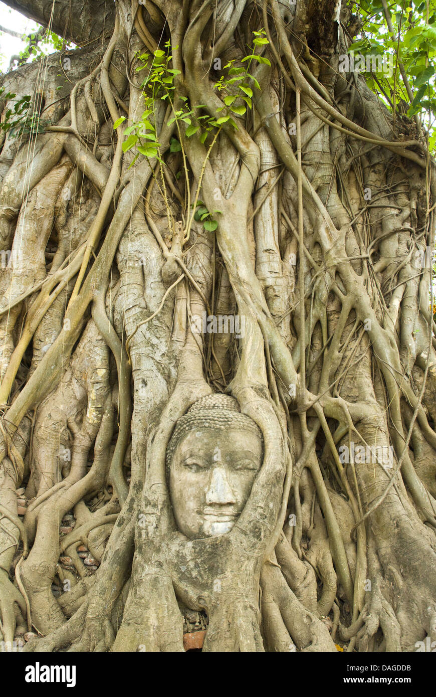 Portrait de bouddha entre les racines des arbres à l'ensemble du temple Wat Mahathat, Ayutthaya Ayutthaya, Thaïlande Banque D'Images