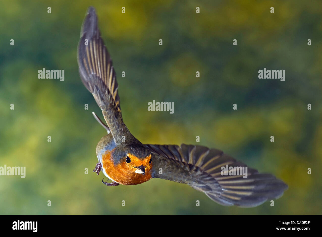 European robin (Erithacus rubecula aux abords), en vol avec l'alimentation dans son projet de loi, l'Allemagne, Rhénanie du Nord-Westphalie Banque D'Images European robin (Erithacus rubecula aux abords), en vol avec l'alimentation dans son projet de loi, l'Allemagne, Rhénanie du Nord-Westphalie Banque D'Images