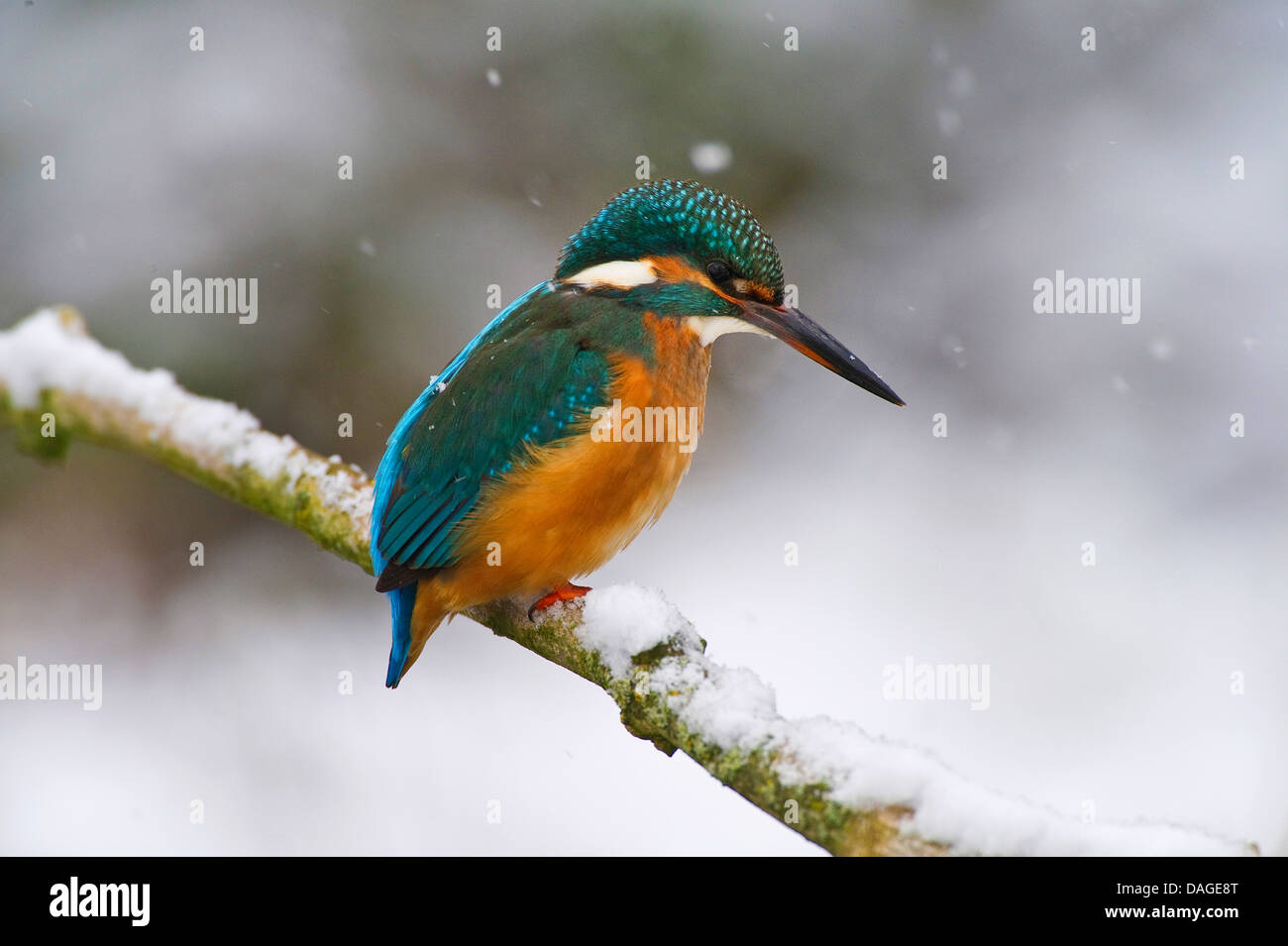 River Kingfisher (Alcedo atthis), sur brach en hiver avec des chutes de neige, l'ALLEMAGNE, Basse-Saxe Banque D'Images