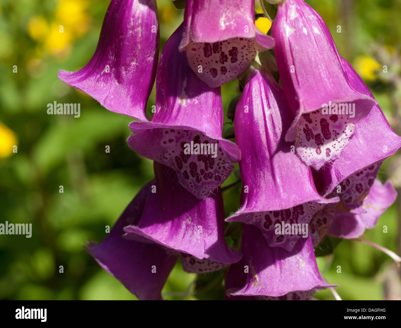 Digitale, digitale, commune de la digitale pourpre ou violet gant ; lat. Digitalis purpurea Banque D'Images