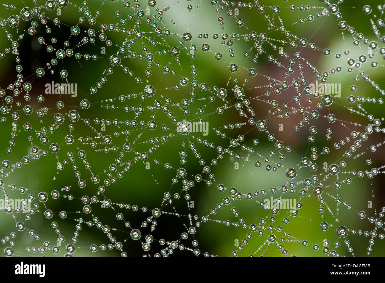 Feuilles-web weaver, tissage de ligne Ligne, araignée Linyphia triangularis (Weaver), dos avec morningdew, Allemagne Banque D'Images