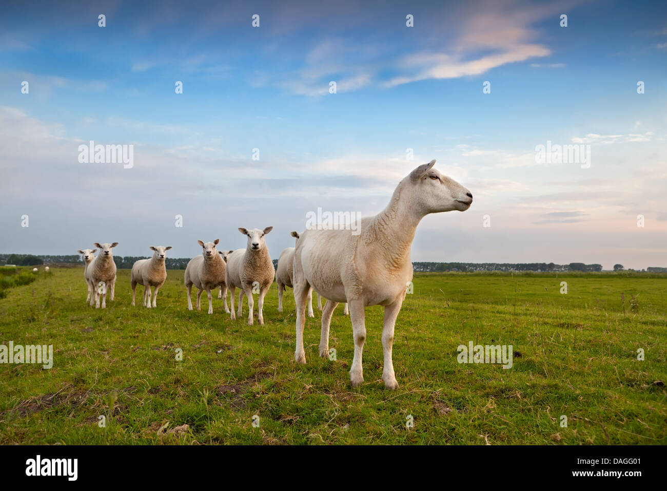 Troupeau de moutons au pâturage plus de ciel bleu Banque D'Images