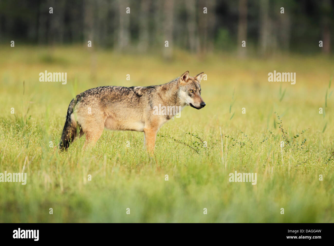 Le loup gris d'Europe (Canis lupus) debout dans une prairie humide Banque D'Images