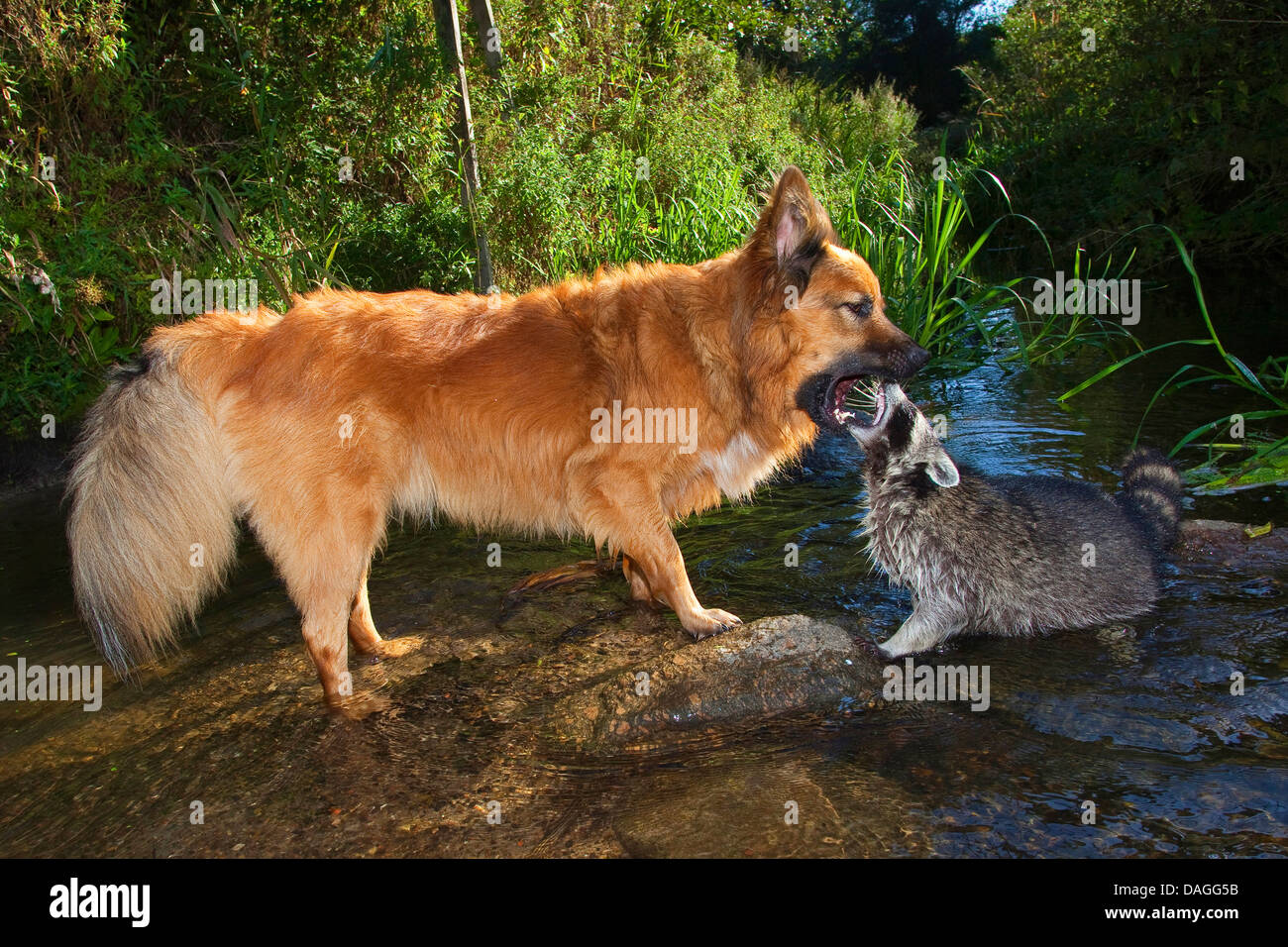 Politique raton laveur (Procyon lotor), tame pup copine avec le chien, jouer ensemble à un ruisseau, friedship entre chien et animaux sauvages, Allemagne Banque D'Images