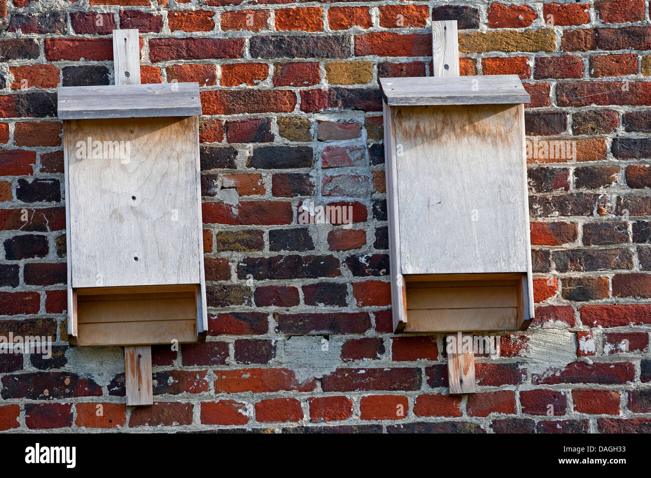 Bat les nichoirs à un mur de la maison, Belgique Banque D'Images