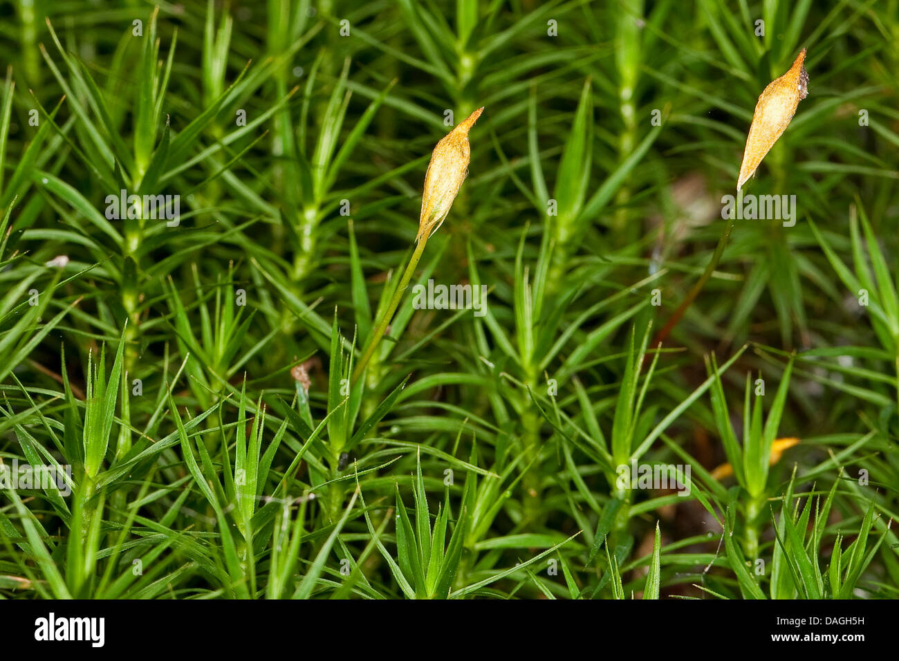 Les cheveux (mousse Polytrichum commune), avec les sporanges, Allemagne Banque D'Images