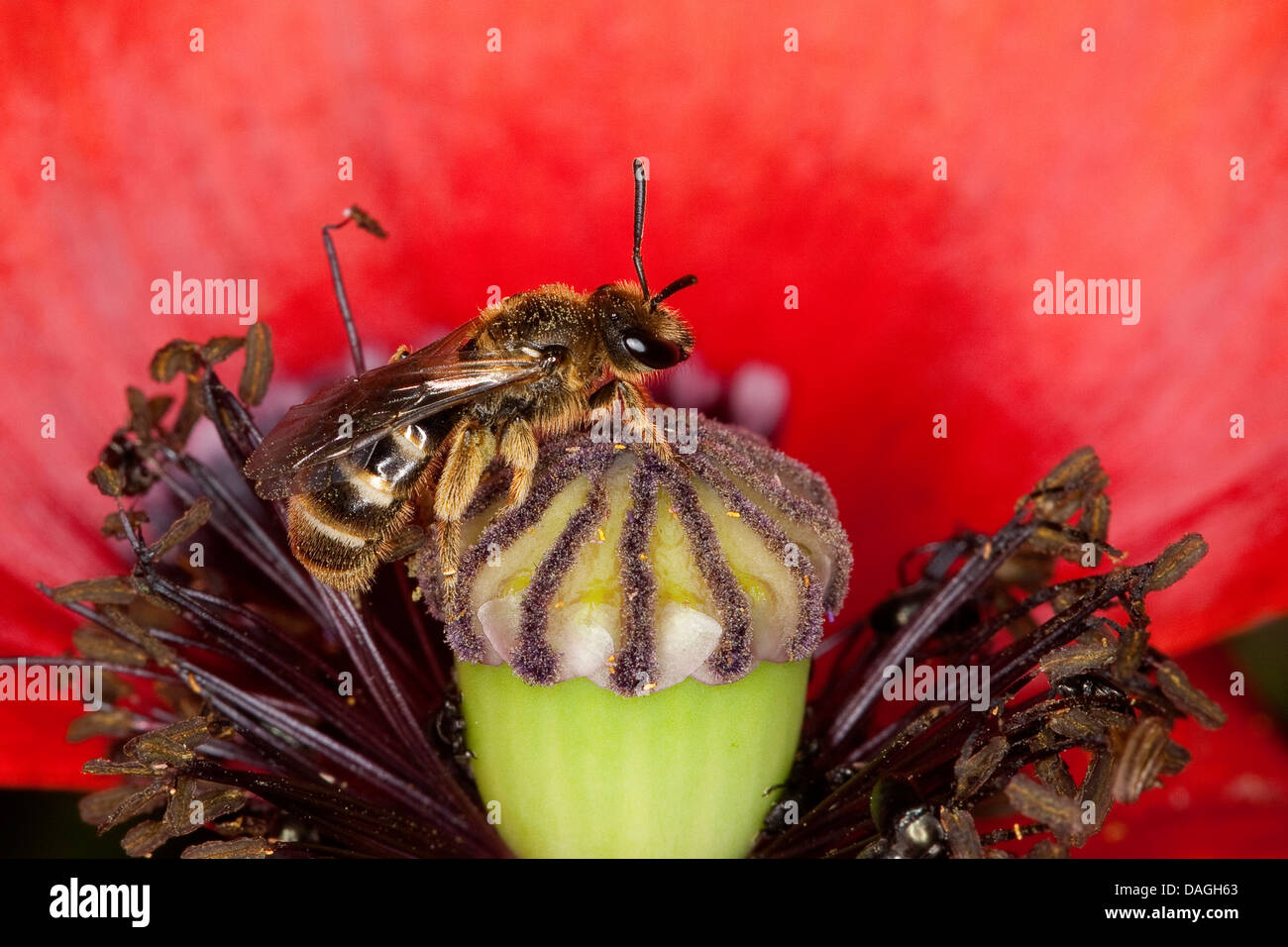 Lasioglossum calceatum mineur (abeille, Halictus calceatus), femme la visite d'une fleur de pavot, Allemagne Banque D'Images