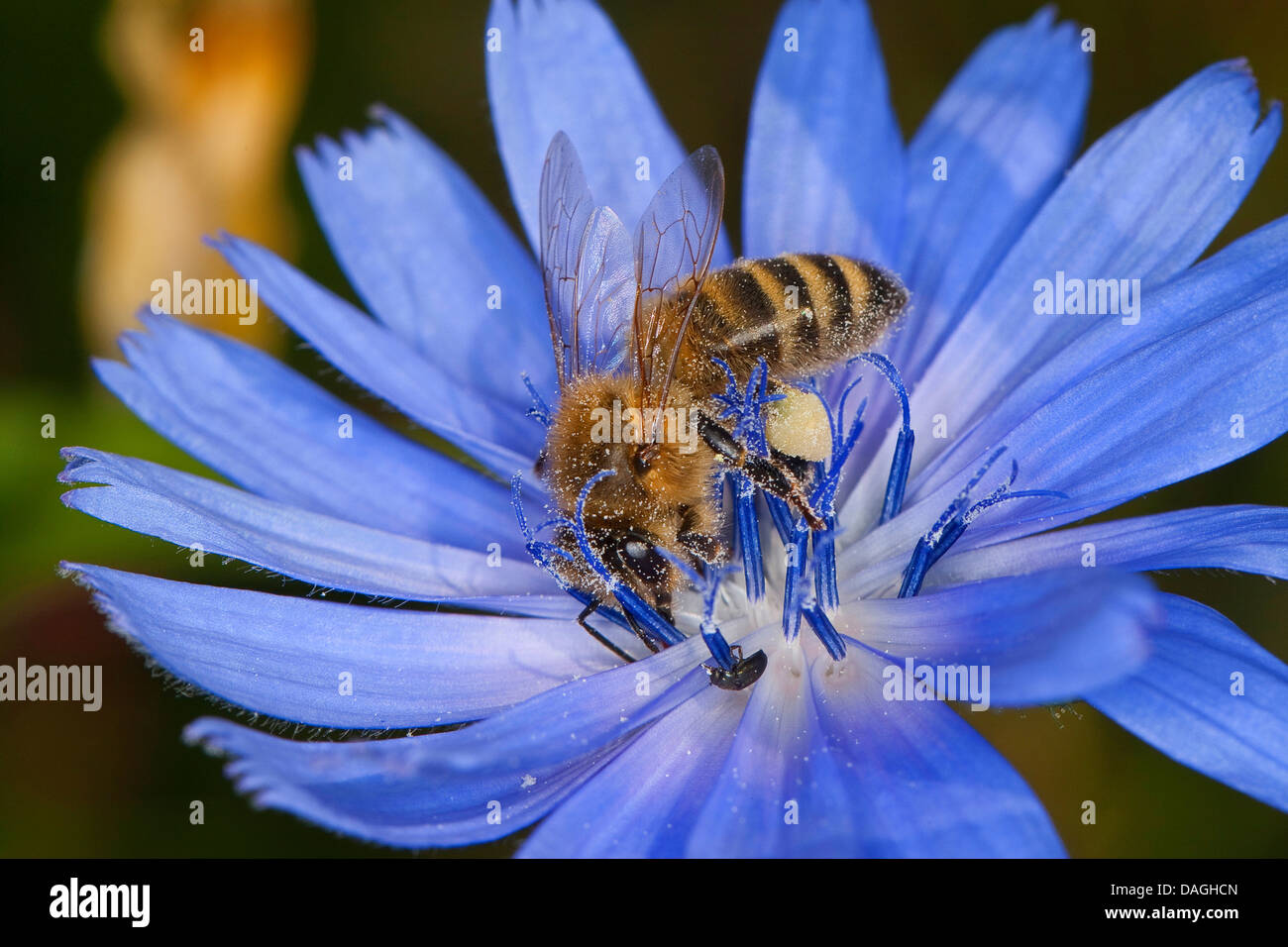 Abeille, ruche abeille (Apis mellifera mellifera), sur bleu marins, Cichorium intybus, Allemagne Banque D'Images