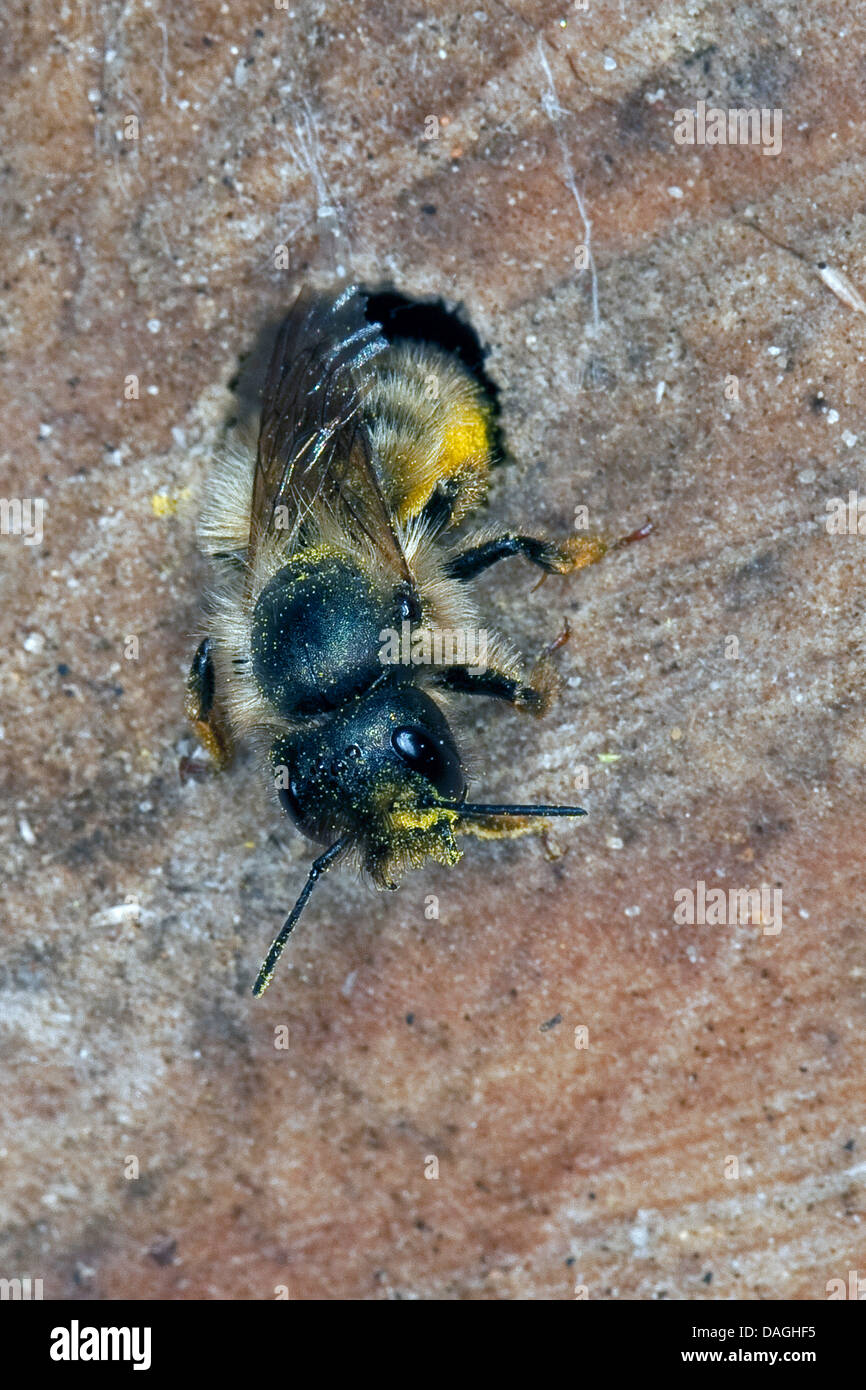 Abeille maçonne rouge (Osmia rufa, Osmia bicornis), à un trou d'un aide-de nidification pour les abeilles sauvages, Allemagne Banque D'Images