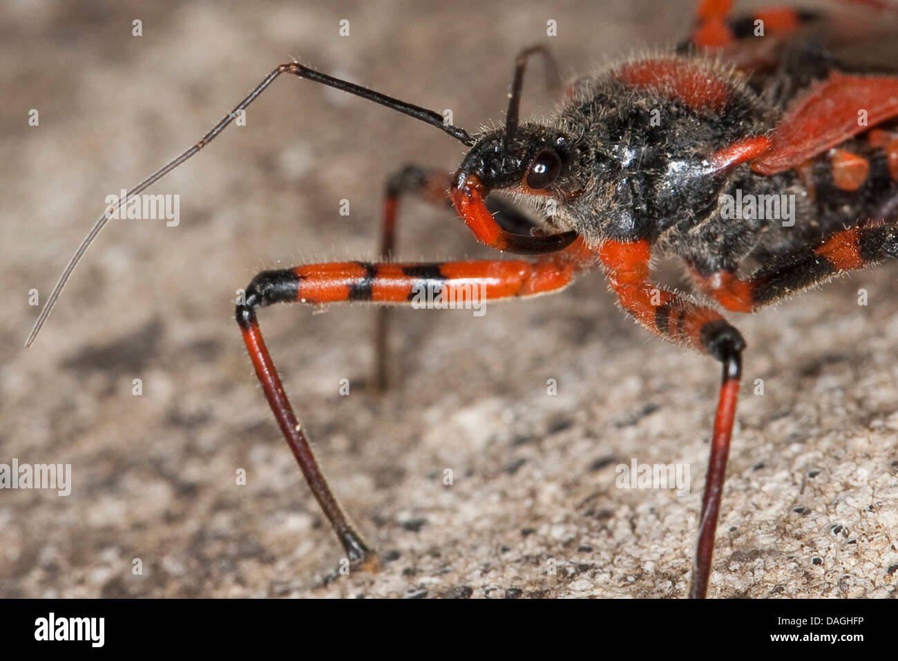 Rhynocoris iracundus assassin (bug), portrait avec proboscis, Allemagne Banque D'Images