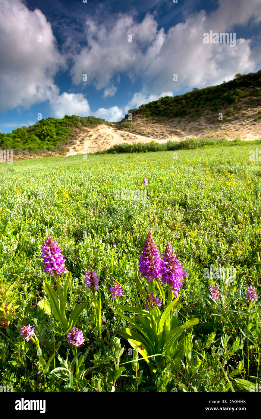 Au début de l'ouest des marais (Dactylorhiza incarnata), qui fleurit dans les dunes, Pays-Bas, Frise, Oostduinkerke Banque D'Images