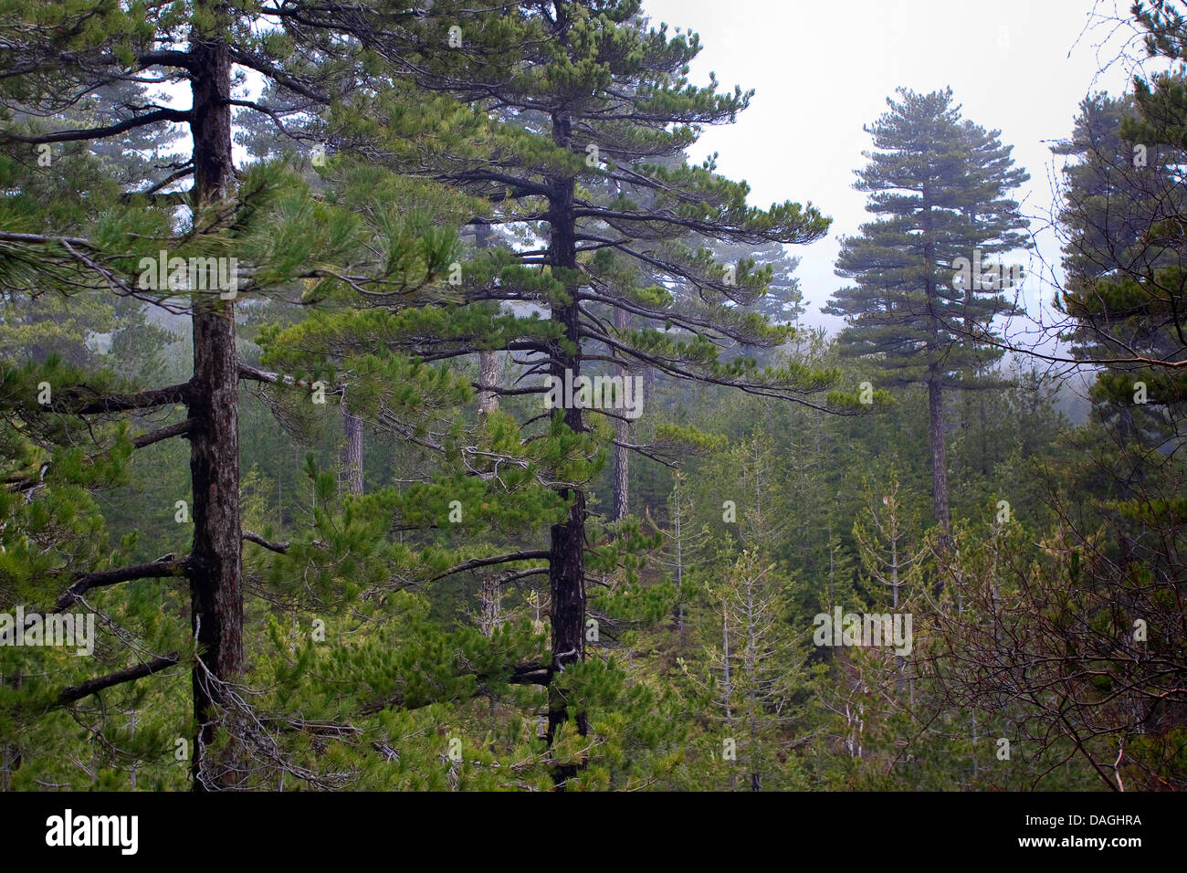 Pin noir (Pinus nigra, Pinus austriaca, Pinus nigra ssp. calabrica, Pinus nigra ssp. laricio), forêt de pins sur la montagne de l'Etna, Italie, Sicile Banque D'Images