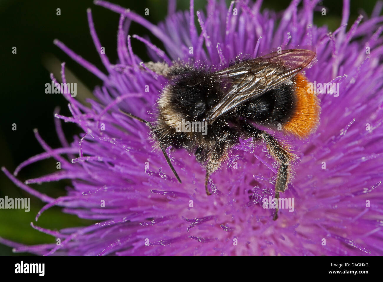 Le cerf rouge de bourdons (Bombus lapidarius, Pyrobombus lapidarius, Aombus lapidarius), homme visitant un chardon fleur, Allemagne Banque D'Images