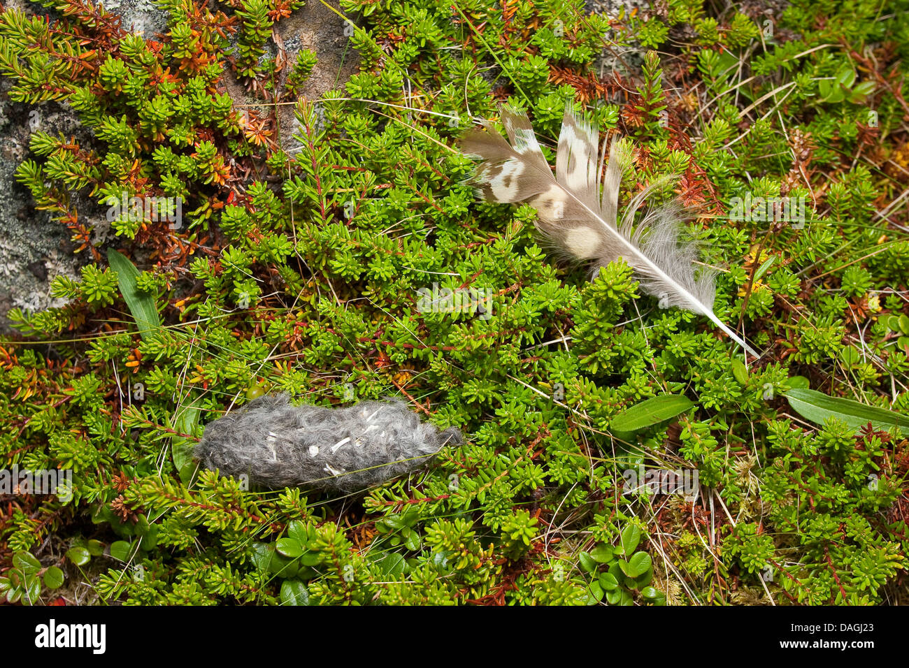 Le hibou des marais (Asio flammeus), exprimés avec feather Banque D'Images