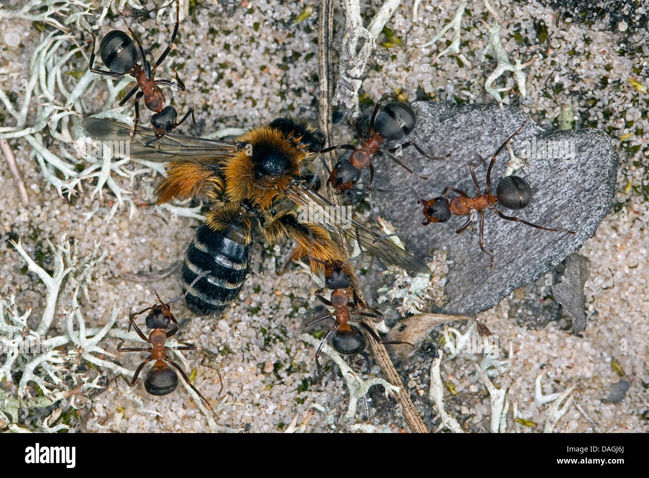 (Formica rufa fourmi Formica polyctena oder), transportant les abeilles sauvages morts, Allemagne Banque D'Images