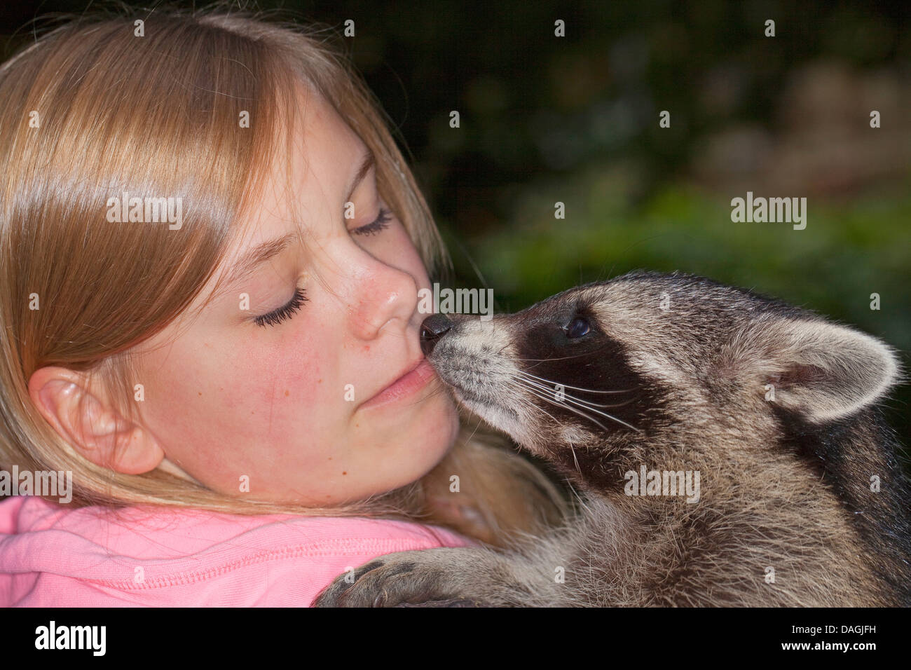 Politique raton laveur (Procyon lotor), douce jeune animal jouant et smooching avec une fille, Allemagne Banque D'Images