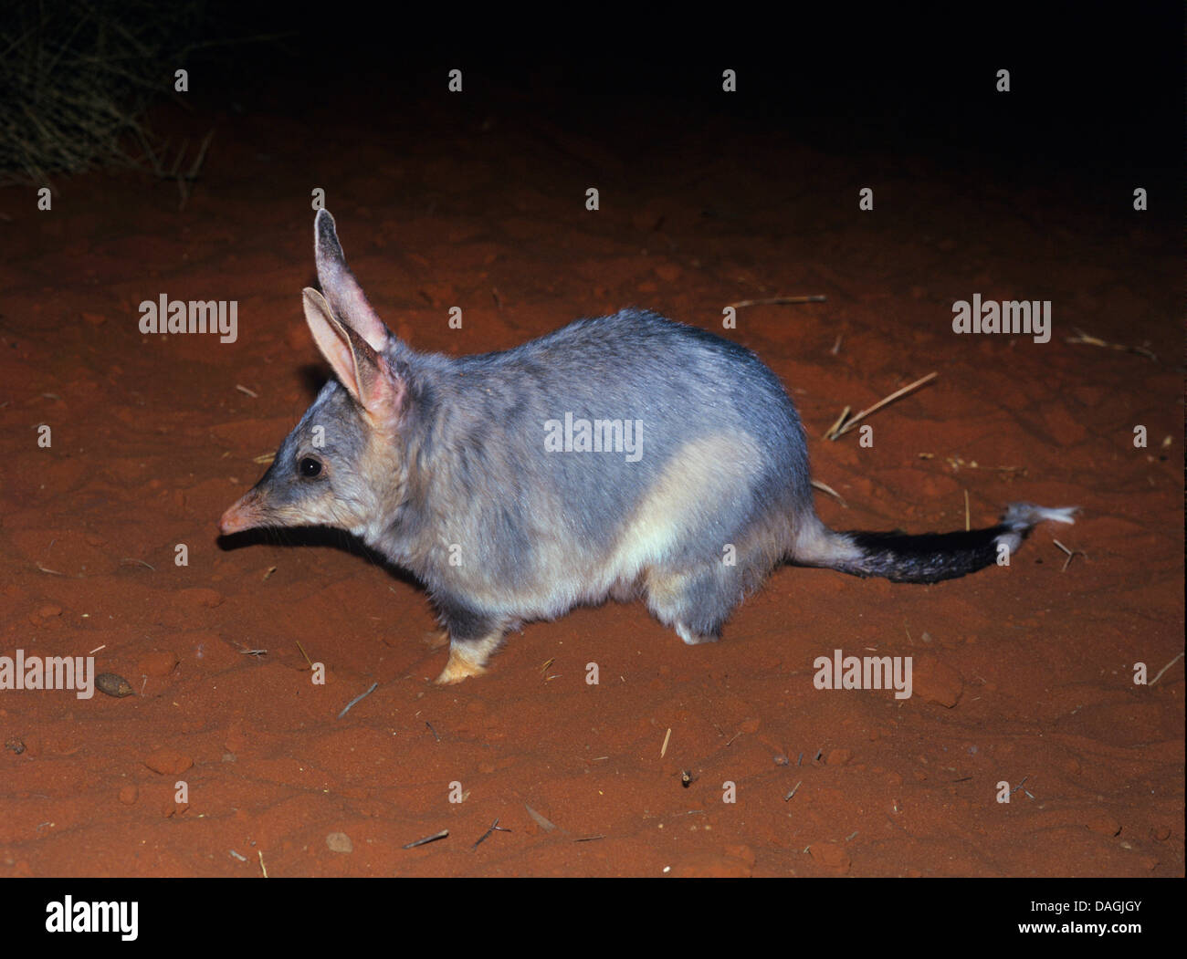 Plus de bilby, lapin-ear bandicoot (Macrotis lagotis), de nuit, de l'Australie Banque D'Images